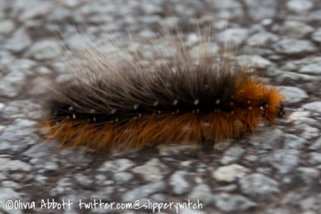 A Woolly Bear (tiger moth) caterpillar - known as a Hairy Granny in Scotland!